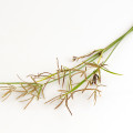 Nut Grass